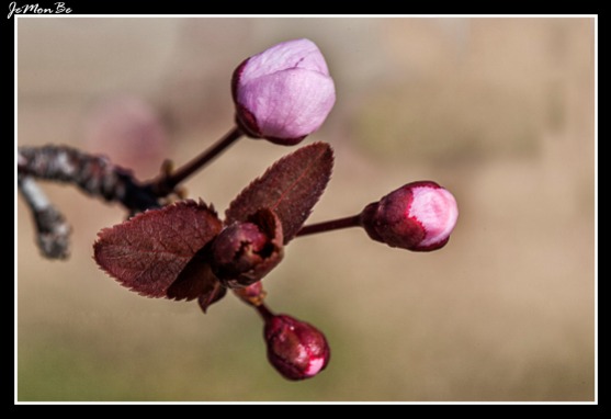 Ciruelo rojo (Prunus Pisardi)