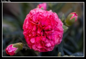 Clavel rosado (Dianthus Caryophyllus) 00