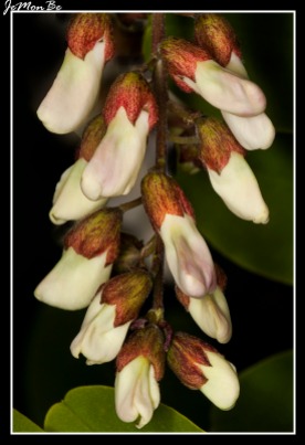 Falsa acacia (Robinia pseudoacacia) 01